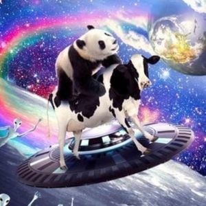 Meet your Posher, Izzie